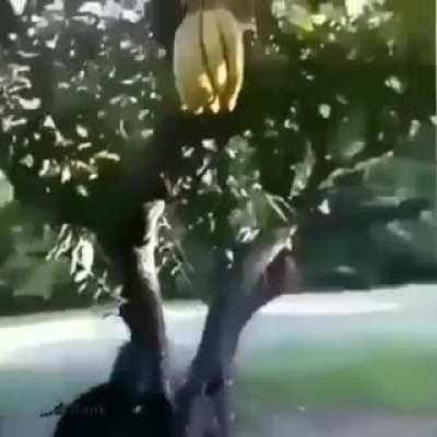 O ph quando começar a receber banana sem parar