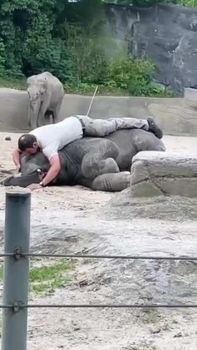Trainer cuddling with a Baby Elephant