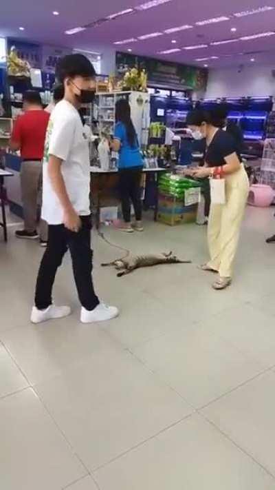 This kitty is so over being taken out in public