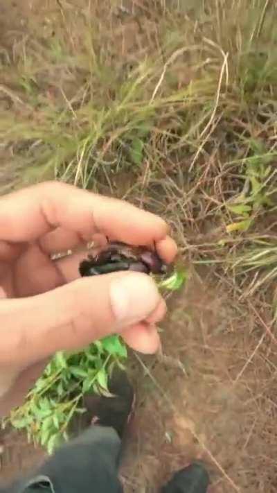 You can hear it biting his skin