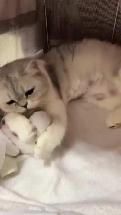 He was born in the morning so he is a very naughty cat