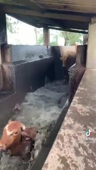 Dipping the cows so they are freed of parasites