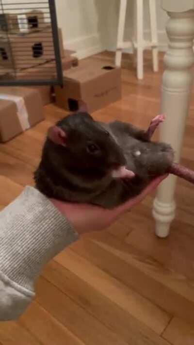 Hand rat