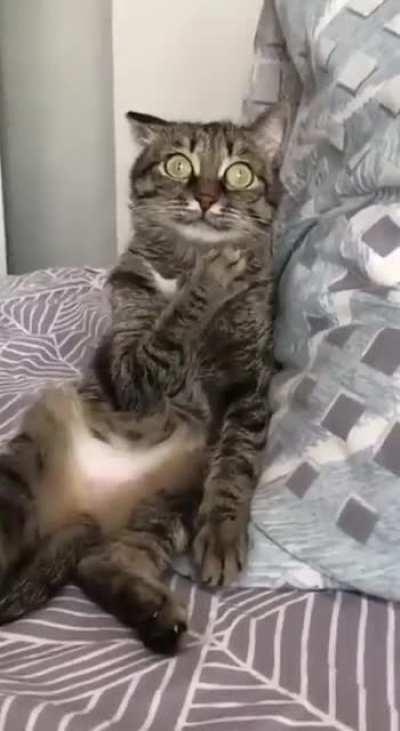 Cat listening to Rammstein for the first time