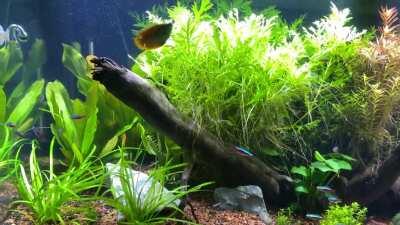 Ordered 5 Boeseman's rainbow-fish online can’t wait to see how they look in this setup!