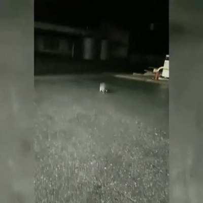 Енот что-то пытался спиздить и отмыть