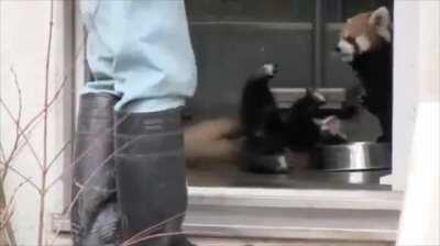 Red panda is big spooked