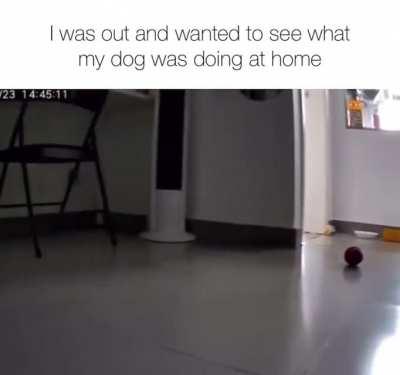 Can't escape the pup-arazzi.