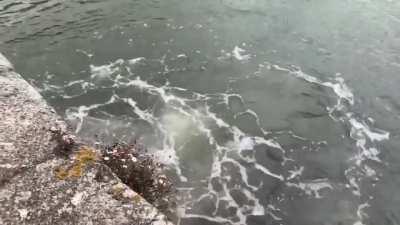 A BLM protest in Bristol, U.K., has pulled down a statue of Edward Colston, a 17th-century slave trader, dragged it through the streets and thrown it in the river.