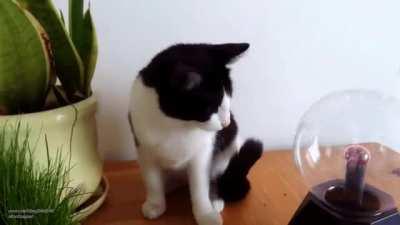 What if I lick this zippy zappy ball?