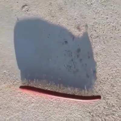 🔥 Shadow of a Millipede walking 🐛