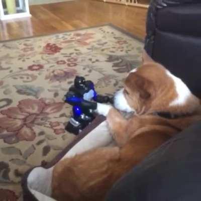 Anti-dog robot