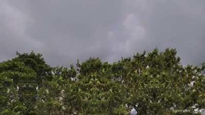 The Trees Have EYES (Psychedelic Visuals)