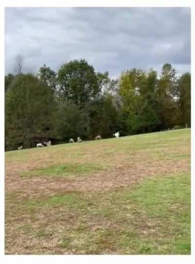 Someone brought an RC car to the dog park.