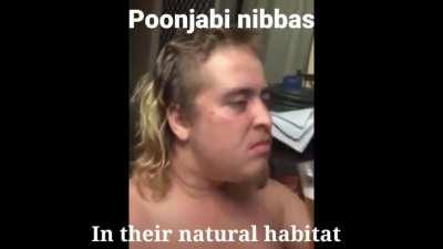 Auu kaddi peg Pug paa liya karin