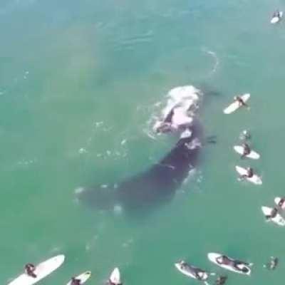 Visitor in the lineup.