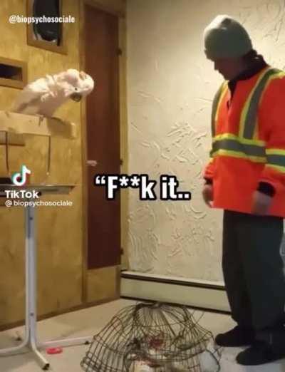 Bird friend, calm down please.