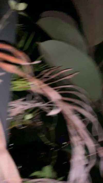 On our rooftop in the middle of the city, sometimes we just can't help ourselves...