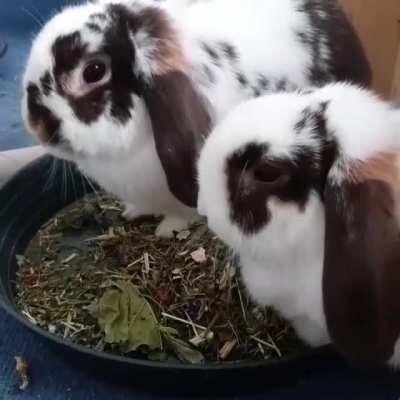 Nom nom nom 🐰🌿
