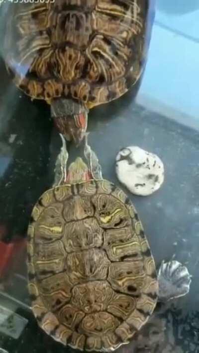 This is a mating ritual and a way to establish dominance aside from being objectively hilarious