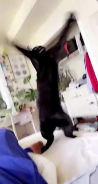Cat accidentally bellydancing