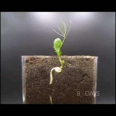 Time lapse of a seed growing