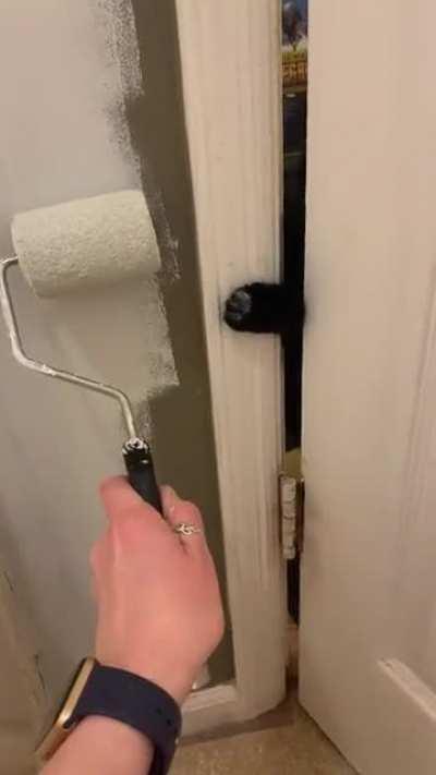 Instant trail of paw prints on the hardwoods