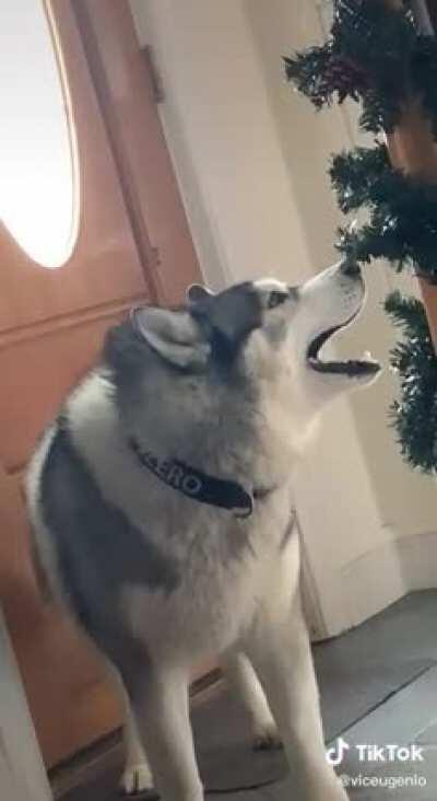 Te dejo un perro gritandoxd