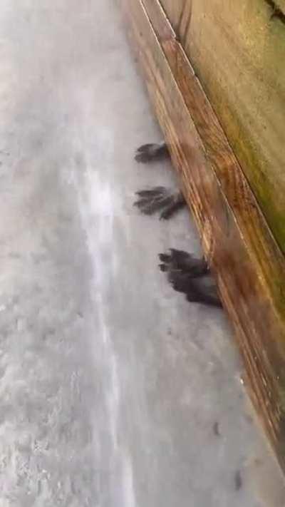 Raccoons playing with water being sprayed around fence
