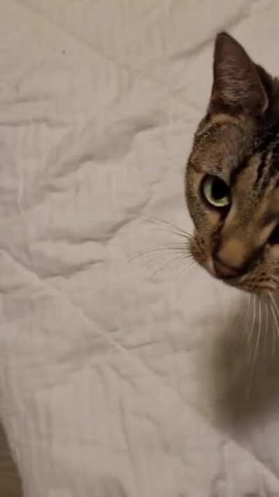 Gets closed In bedroom cuz I hide under the bed. Proceed to yell after being discovered.