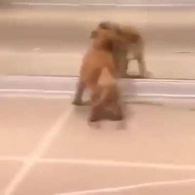 Pup is so happy to find so many friends!