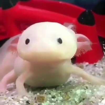 HeresHere's another axolotl for you guys, the irl glowboy as some say