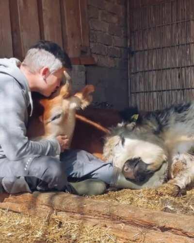 Caretaker hanging out with the cows at an animal sanctuary