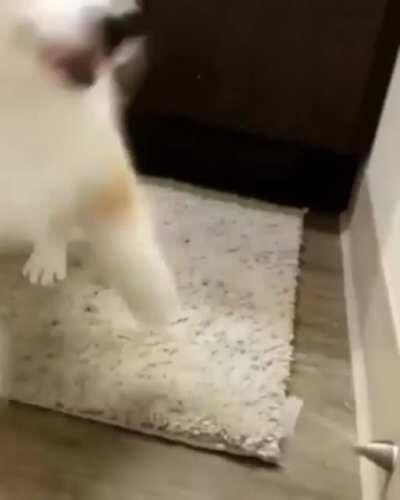 boingggggggggggggggggg