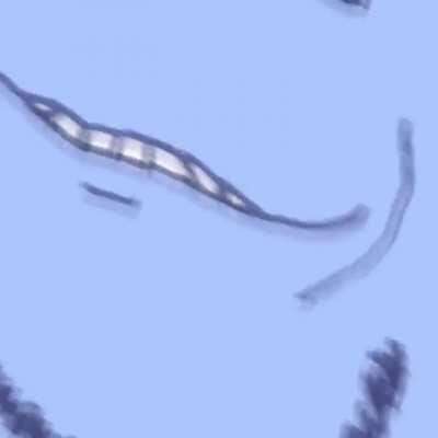 Millions must watch soyjak