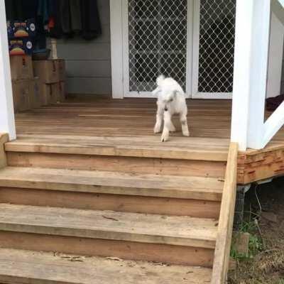New rescue, Baby Oscar, can't contain his excitement at Where Pigs Fly Farm Sanctuary