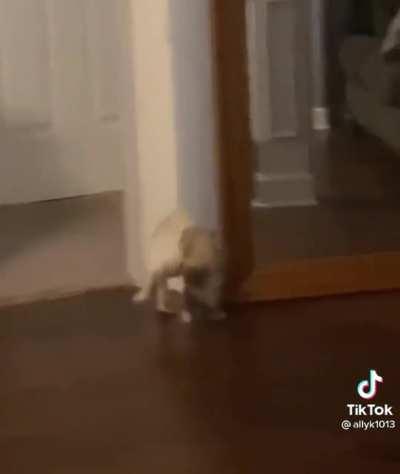 Cause this is thriller.. Thriller night