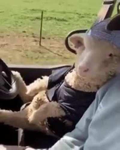 Just driving around in my lamb-o