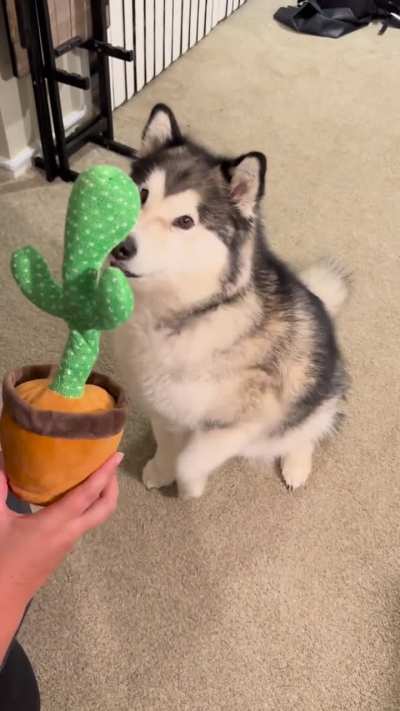 Husky and toy voice activated copycat 