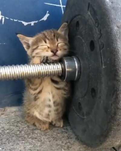 Kitten gets tired after his work out.