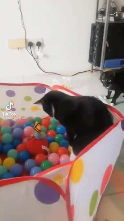 Cat doesn’t like ball pit very much