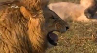 Interviewer reaction when Candidate Answers Being Workaholic, Perfectionist & Overachiever as His/Her Weaknesses.