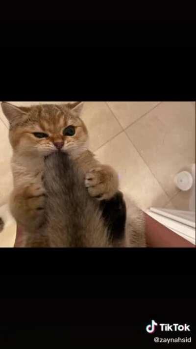 Did one of these a little while ago. Here’s part 2 (again not my cat)