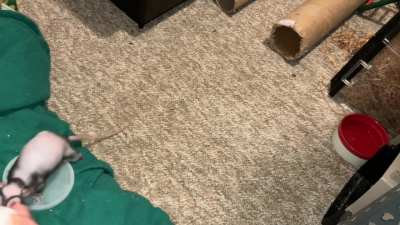 My talented pet rat Chickpea is starting to learn basketball!