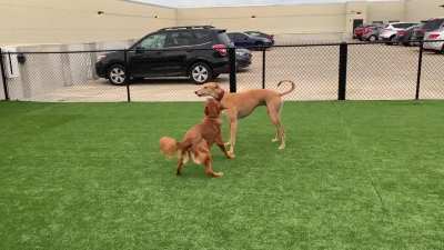 My neighbor’s dog actually killed me