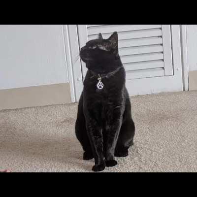 Not sure if this belongs here but my sister made this video of my cat