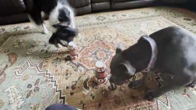 Pit mix vs 100% pitbull enrichment activity (fail)