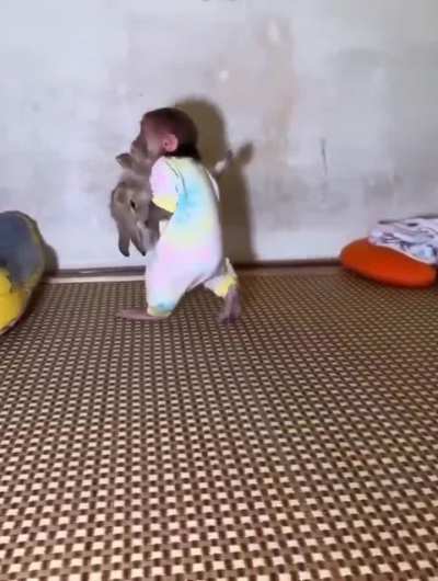 monkey taking care of rabbit