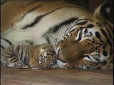 Newborn tiger cubs are so beautiful.