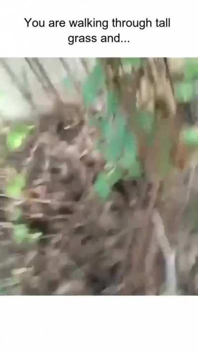 A wild Bidoof appeared